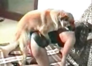 Dog is getting violated hard from behind - Horse Bestiality Porn 