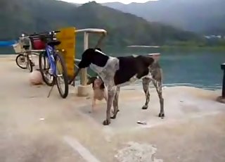 Small and young dog fucks a big aggressive beast