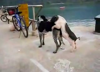 Con chó nhỏ và non đang quan hệ với một con thú hung dữ to lớn