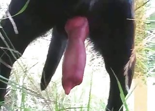 Amazingly horny black hound has a large cock