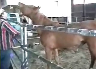 Kobieta uprawia intensywną rozrywkę zoofilską