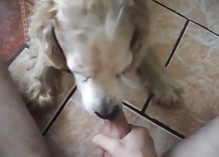 Oral pleasure for a zoophile by a lovely doggo