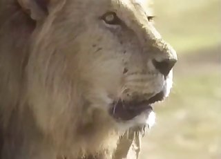 Lioness gets totally ravaged by a dominant lion