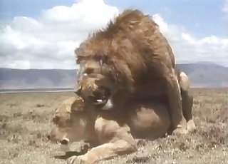 Lioness gets totally ravaged by a dominant lion