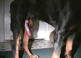 Slutty woman is orally pleasing the big boner of a doggie