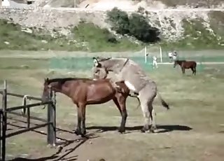Pair of sexy mules are fucking each other from behind