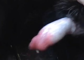 Black puppy is showing us his amazingly suckable cock