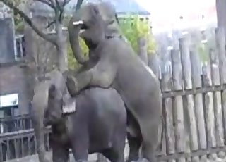 Sexy elephants are enjoying bestiality sex action