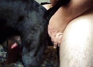 Doggy style sex for a human and a horny doggie