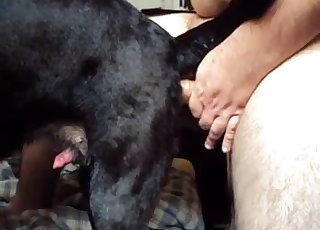 Doggy style sex for a human and a horny doggie