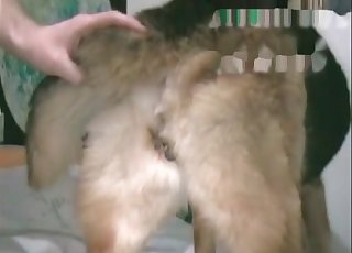 Horny person is abusing this cute little doggo