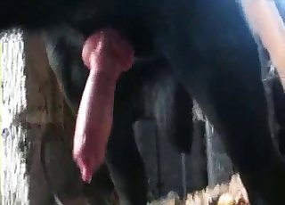 Black doggy and a passionate amateur hottie