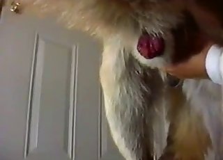 The hairy penis of a pet receives a lovely handjob