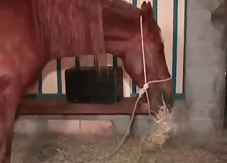 Zoofil is having sex with a horse