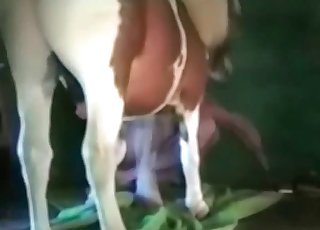 Dog is having an awesome sex at the farm
