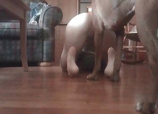 Homemade oral bestiality action with a taught hound
