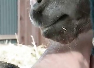 Gårdsdyr smaker på denne zoofile uten skam