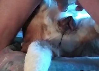 Close-up bestiality porno with a dirty animal
