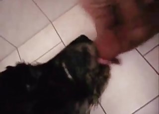 This doggy is licking a dick like a pro
