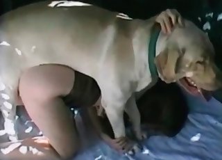 Doggy penetrates a highly dirty zoophile