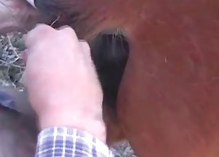 Chocolate-colored mare truly worships anal penetration