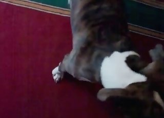 Vieze bitch houdt van een dier op webcam