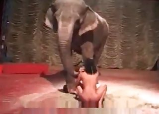 Elephant sees a hot honey delectation herself