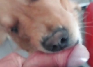 Cute pup learning blowjobs