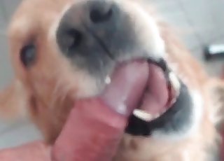 Cute pup learning blowjobs