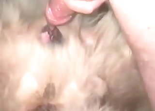 Doggie gets it in the ass