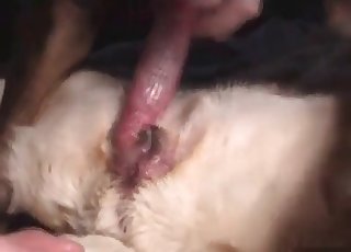 Animal-fucking action with a hard cock
