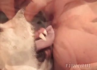 Dogs enjoy licking assholes