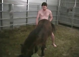 Horses?? ass is being drilled