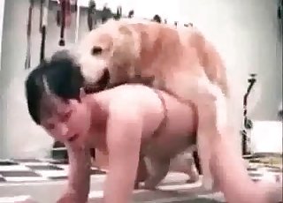 Fast, aggressive pounding from a dog