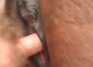 Horse gets penetrated from behind