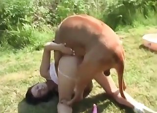 Bestiality sex on the green grass