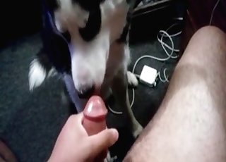 Husky licks and sucks a dick