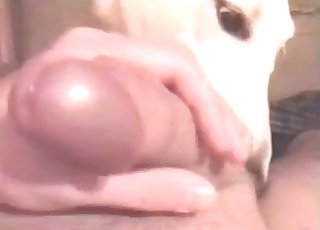 Passionate oral hook-up with a dog