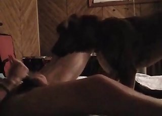 My pet enjoys my hard boner