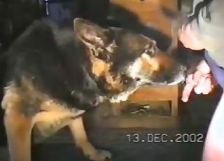 Shepherd is licking a wiener