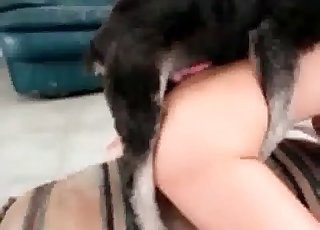 小狗提供的口交