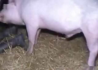 Pig smells and fucks in the barn
