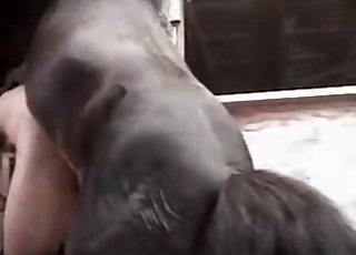 Stallion fucks in the doggy pose