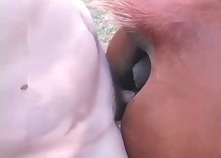 Horse screwed from behind