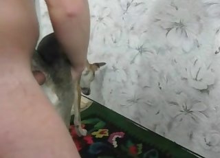 Mutt gets fucked by my huge wiener