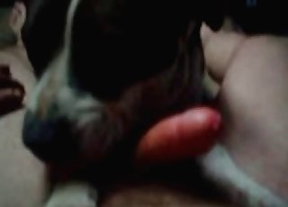 Passionate blowjob by a dog