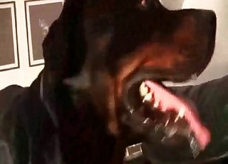 Ten doberman je tak šílený