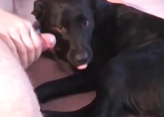 Dog tastes my hard wiener