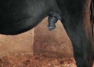 Giant black cock of a horse