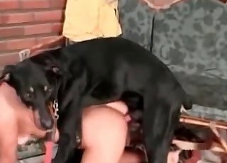 Doberman drills her taut twat